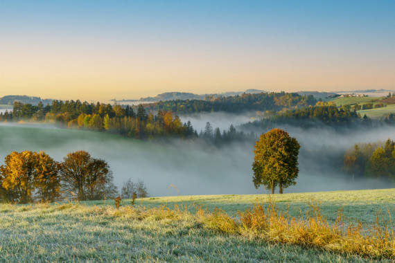 1009 Herbstlandschaft im Nebel