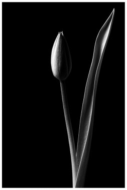 1091 Tulpe in SW