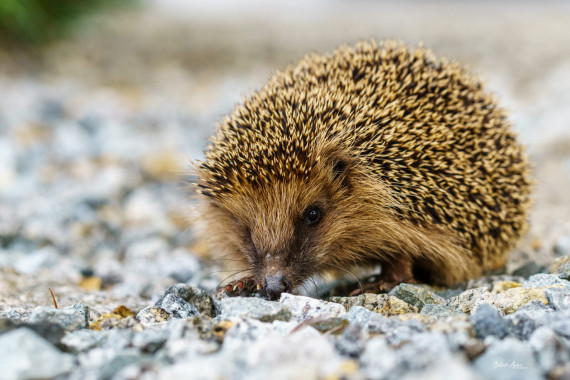 1173 Igel