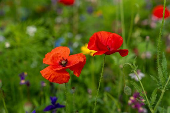 1077 Mohnblumen II