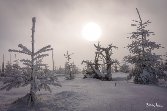 1284 Hochwaldwintersonne