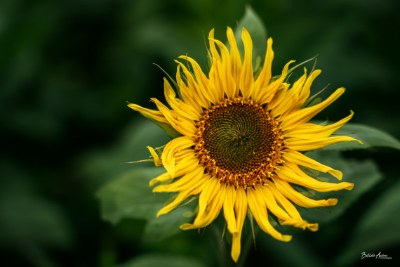 1200 Sonnenblume