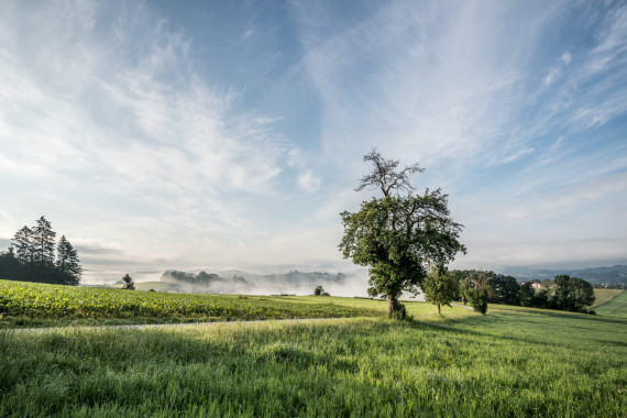 1035  Morgennebel am Berghäusl bei Röhrnbach