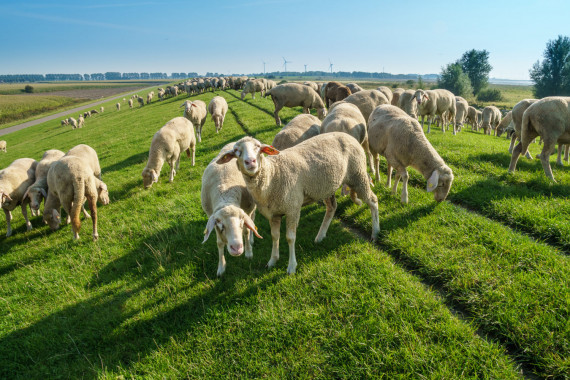 1015  Schafe am Deich