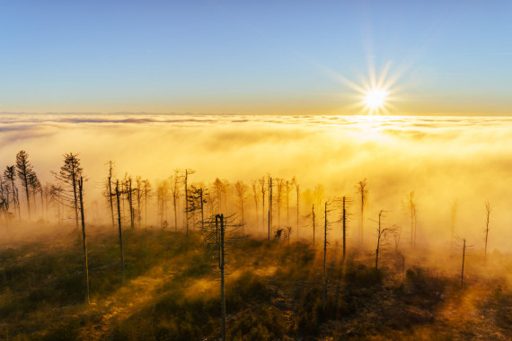 1060 Nebelhöhe am Oberfrauenwald