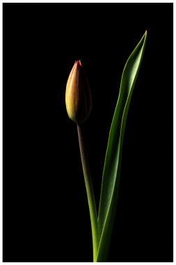 Nr. 1091; Tulpe vor schwarzem Hintergrund