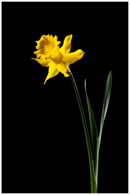 1092 Märzenbecher vor schwarzem Hintergrund