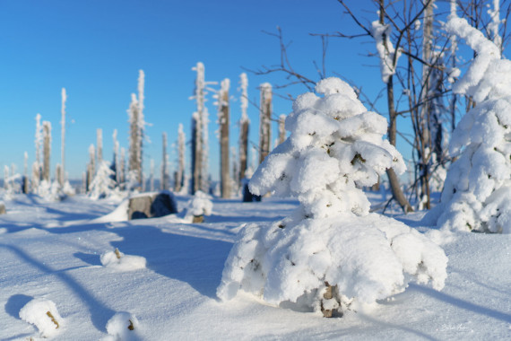 1171 Winter am Dreisessel