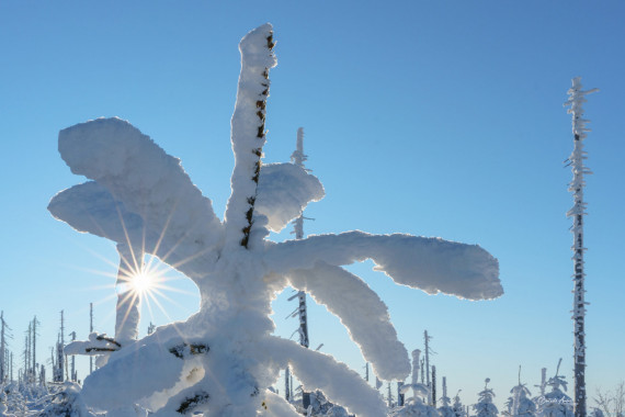 1169 Baumwipfel im Schnee