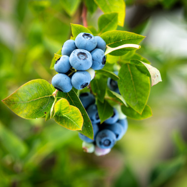 1185 Blaubeeren