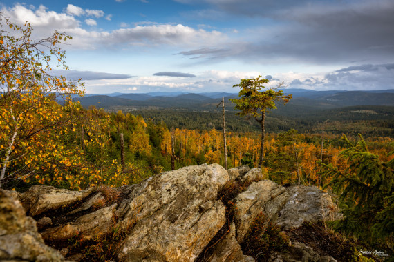 1196 Finsterauer Wald
