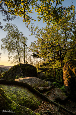 1239 Geistlicher Stein Wurzelwerk