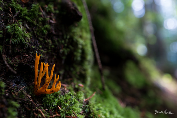 1250 Klebriger Hörnling