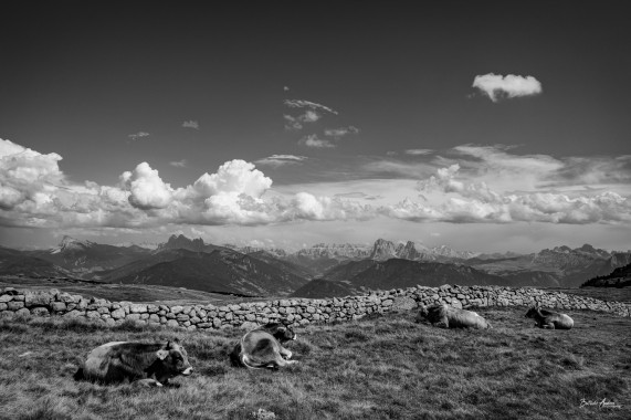 1311 Bergsommer Rittner Horn 2