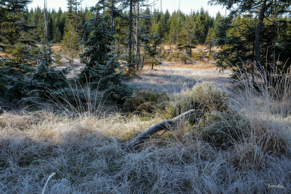 1357 Wilder Bayerwald