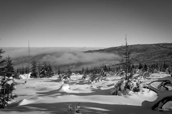 1361 Winterwaldwildnis