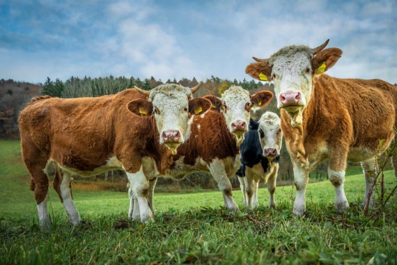 1410 Neugieriges Jungvieh