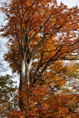 1403 Buche Herbst 25