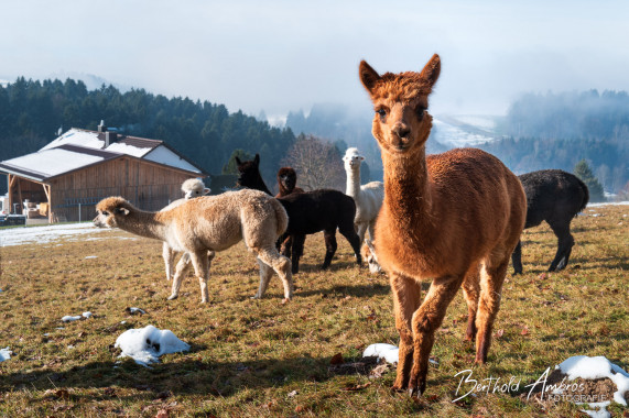 Alpakas am Wanderweg Kaltenstein